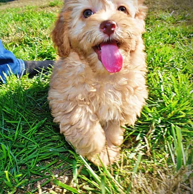 Jolene - Havapoo Female