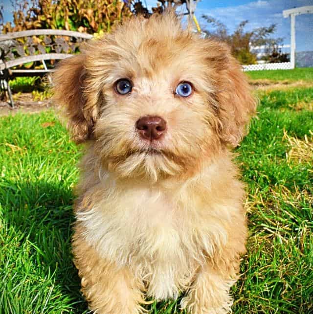 Kissy - Havapoo Female