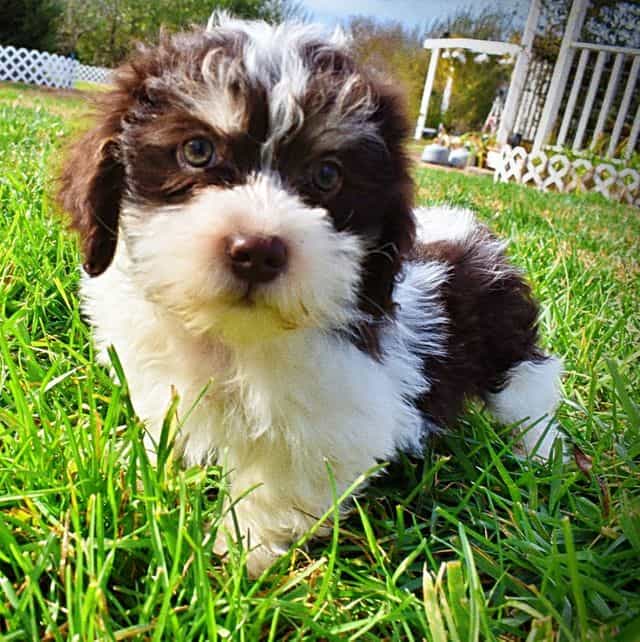 Kibbles - Havapoo Male