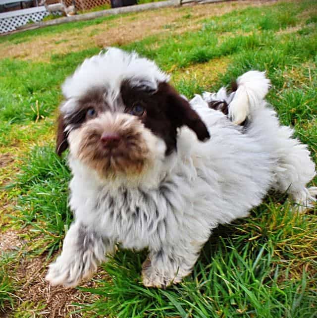 Lovey - Havapoo Female