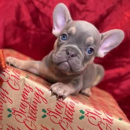 Sinclair  - French Bulldog Male