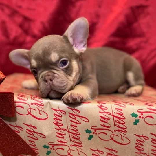 Buddy The III - French Bulldog Male