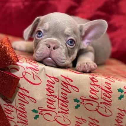 Eddie - French Bulldog Male