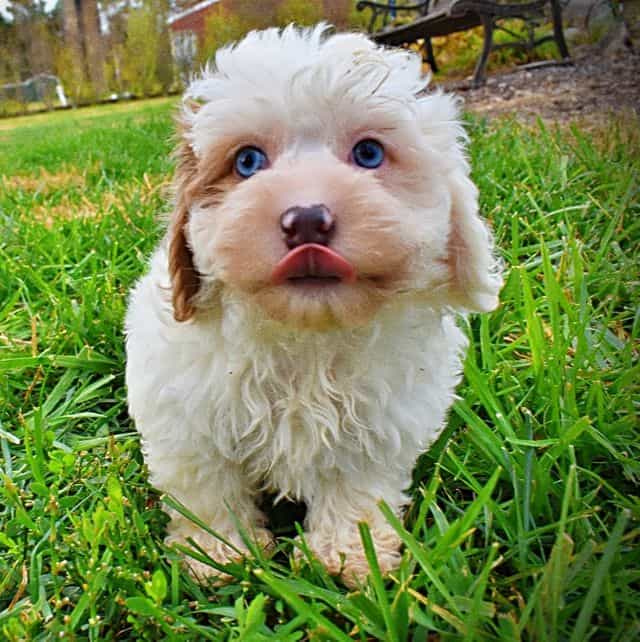 Muffin - Havapoo Female