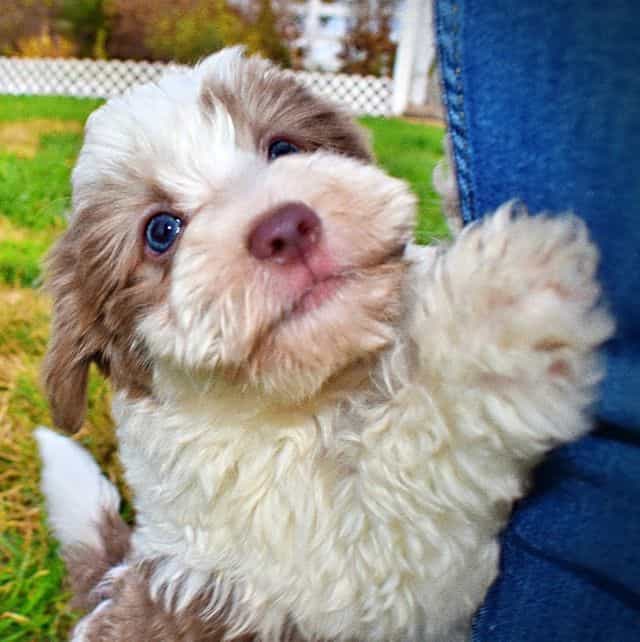 Nabisco - Havapoo Male