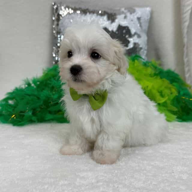 Daisy Green Boy - Maltipoo Male