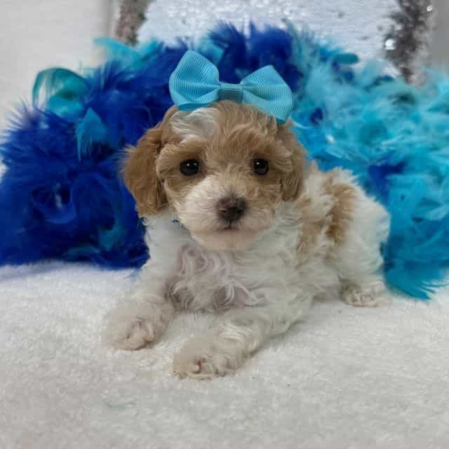 Cici Turquoise  - Toy Poodle Female
