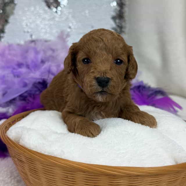 Braley Purple G - Goldendoodle Female