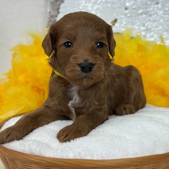 Braley Yellow B - Goldendoodle Male