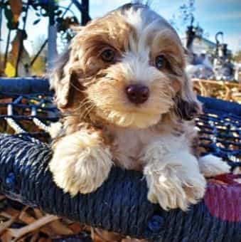 Oakley - Havapoo Female