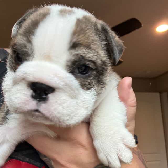 King - English Bulldog Male