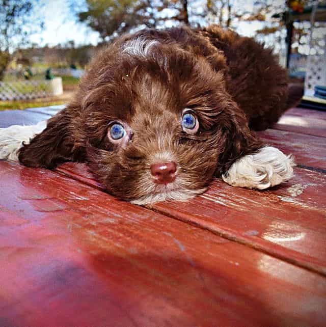 Ozzie - Havapoo Male