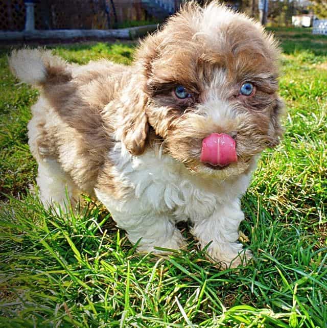 Patches - Havapoo Male