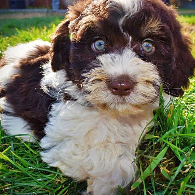 Presley - Havapoo Male