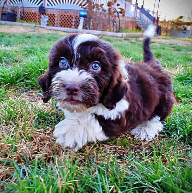 Pilot - Havapoo Male