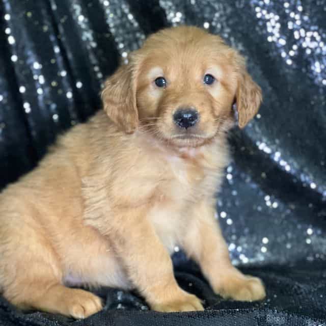 Susan - Golden Retriever Female