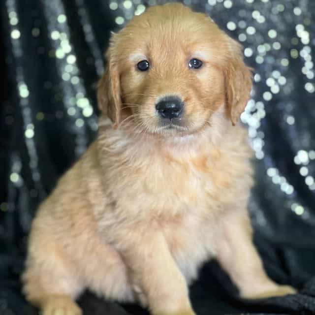 Sarah - Golden Retriever Female