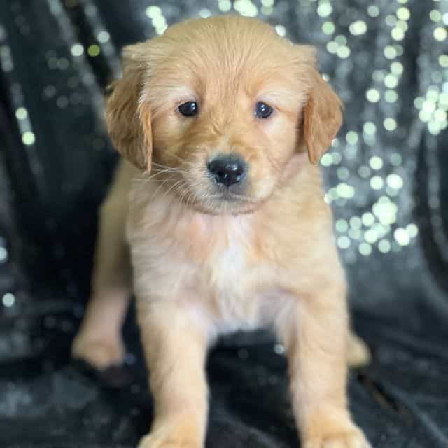 Sadie - Golden Retriever Female