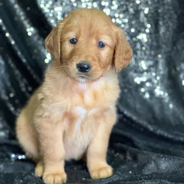 Sylvia - Golden Retriever Female