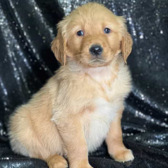 Sim - Golden Retriever Male