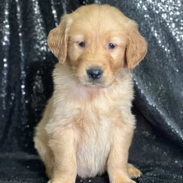 Seth - Golden Retriever Male