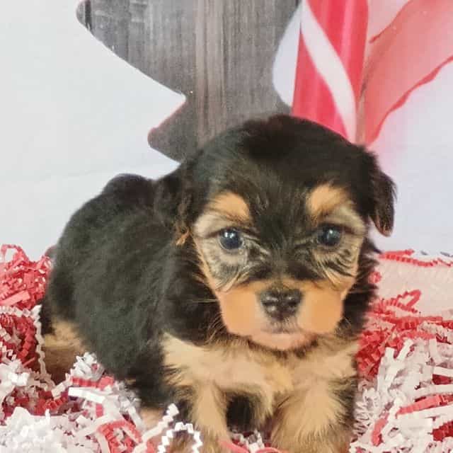 Denny - Yorkshire Terrier Male