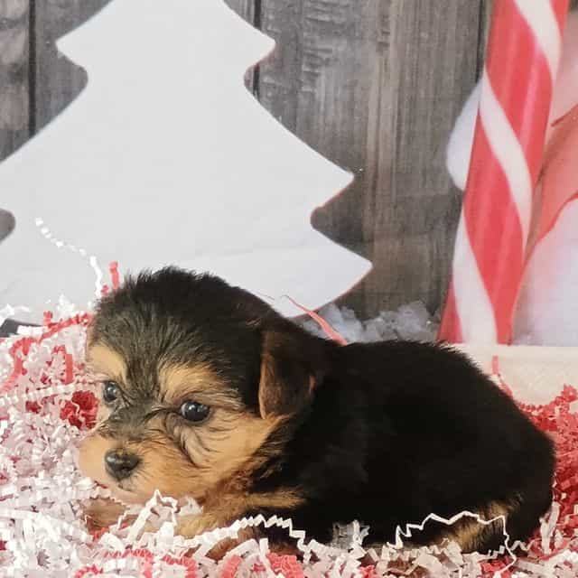 Dollie - Yorkshire Terrier Female