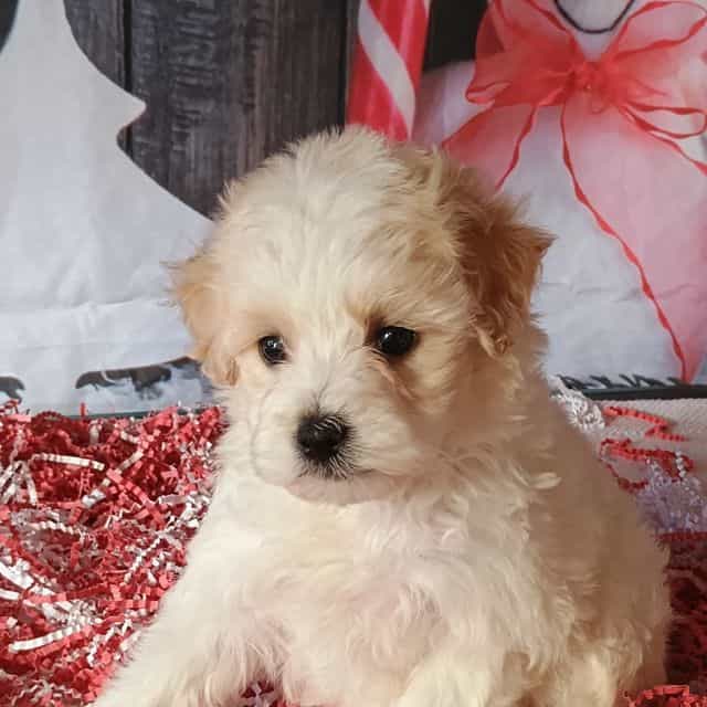 Bach - Maltipoo Male