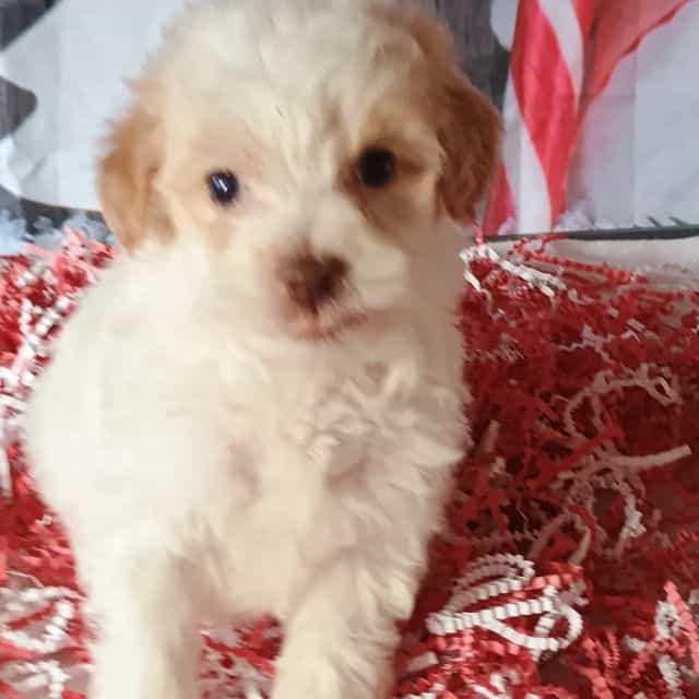 Baxter - Maltipoo Male
