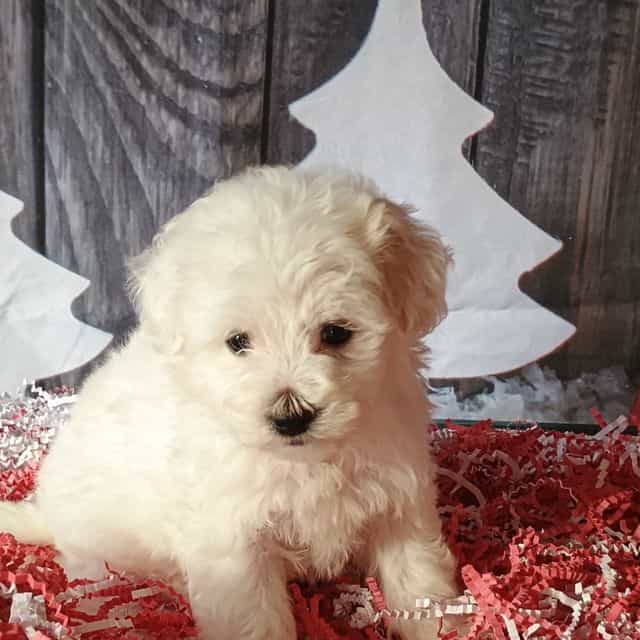 Belinda - Maltipoo Female