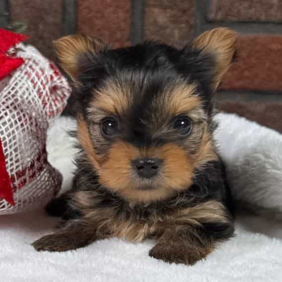 Lynx - Yorkshire Terrier Female