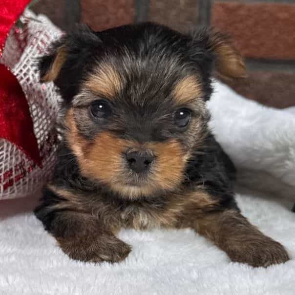 Latte - Yorkshire Terrier Female