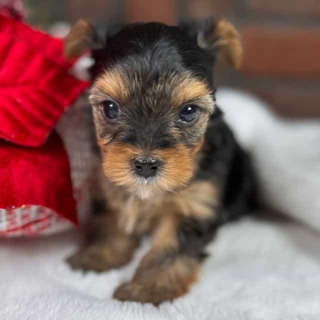 Lilly - Yorkshire Terrier Female