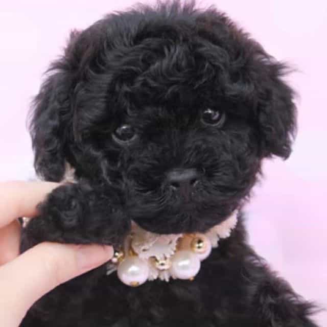 Sterling - Toy Poodle Female