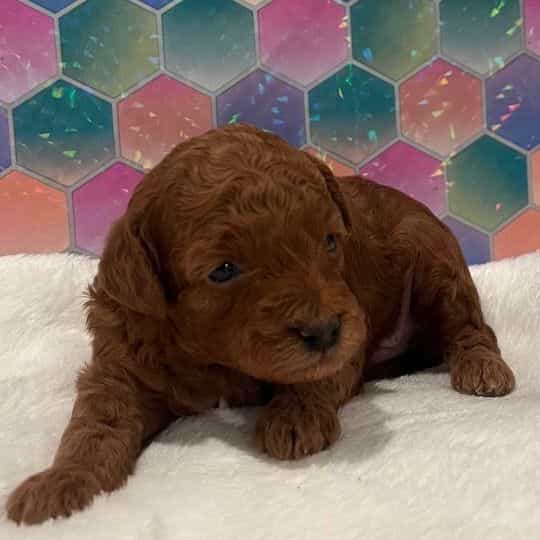 Chilli - Toy Poodle Male