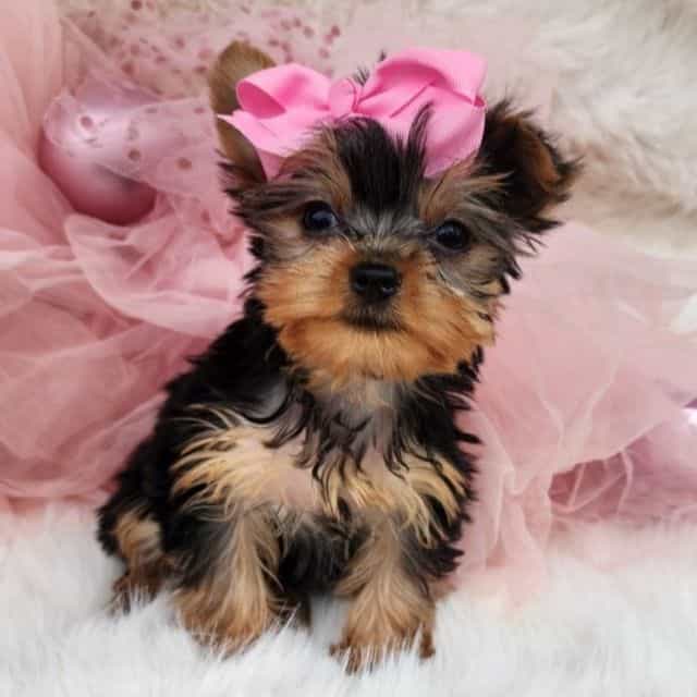 Little lulu - Yorkshire Terrier Female