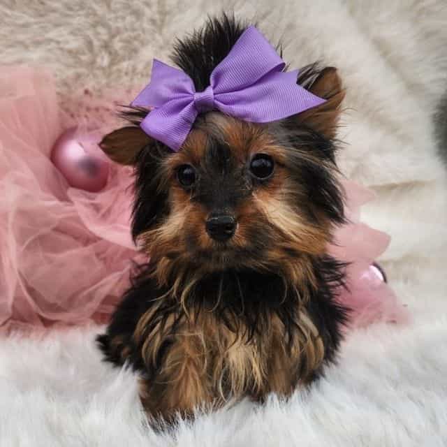 Tiny Tinkerbell - Yorkshire Terrier Female