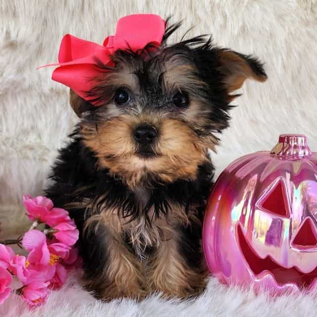 Paisly - Morkie Female