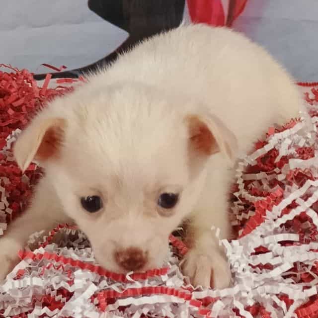 Janey - Pomchi Female