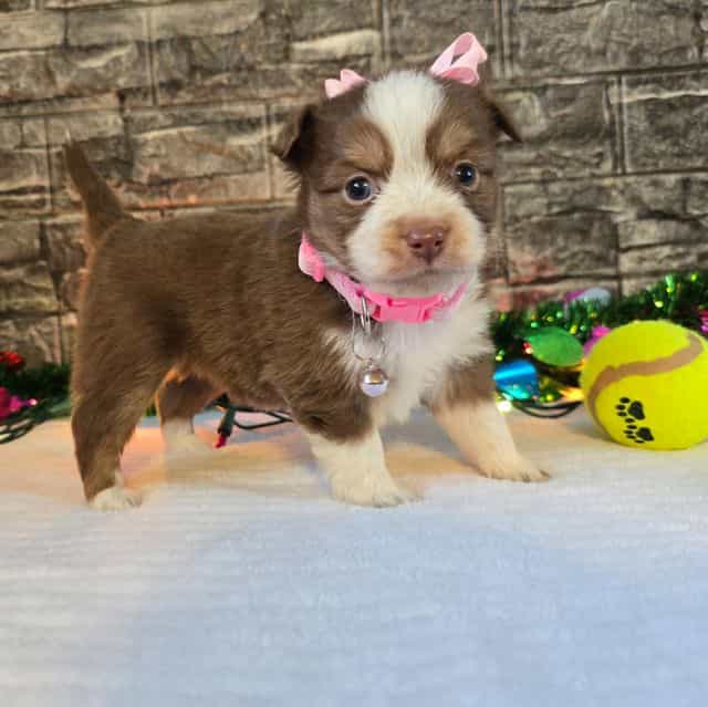 Spice - Australian Shepherd Female