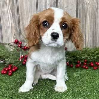 Bailey - Cavalier King Charles Spaniel Female