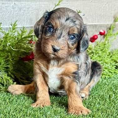 Daisy - Cavapoo Female