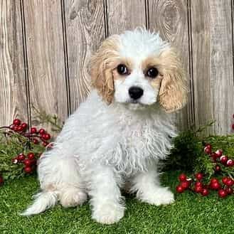 Chloe - Cavapoo Female