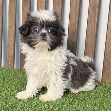 Sophie - Shih Tzu Female