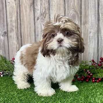 Soldier - Shih Tzu Male