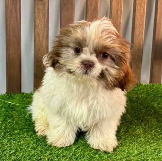 Sam - Shih Tzu Male