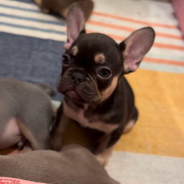 Squirt - French Bulldog Female