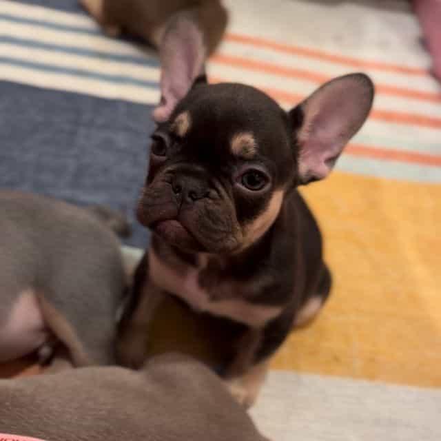 Squirt - French Bulldog Female
