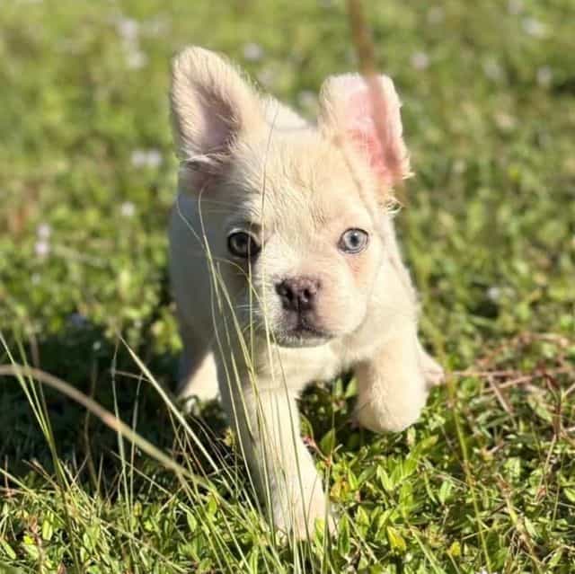 Tweety Fluffy - French Bulldog Male