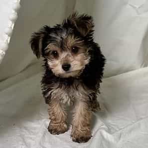 Yoshi - Yorkie-Chon Male